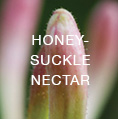 honey_suckle_nectar