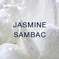 jasmine_sambac